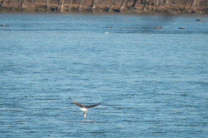 Bald Eagle - Conowingo Dam, MD