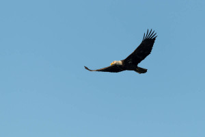 Bald Eagle - Conowingo Dam, MD