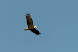 Bald Eagle - Conowingo Dam, MD