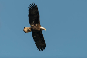 Bald Eagle - Conowingo Dam, MD