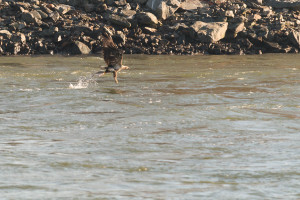 Bald Eagle - Conowingo Dam, MD