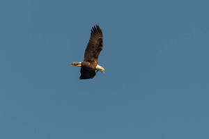 Bald Eagle - Conowingo Dam, MD