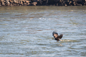 Bald Eagle - Conowingo Dam, MD