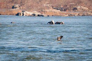 Bald Eagle - Conowingo Dam, MD