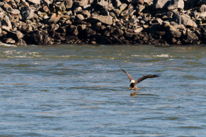 Bald Eagle - Conowingo Dam, MD