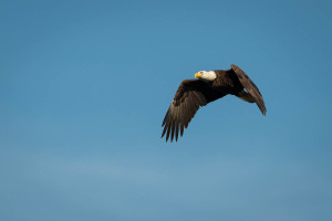 Bald Eagle - Conowingo Dam, MD