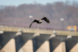 Bald Eagle - Conowingo Dam, MD