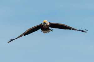 Bald Eagle - Conowingo Dam, MD