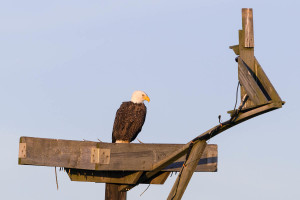 Bald Eagle - Blackwater National Wildlife Refuge, MD