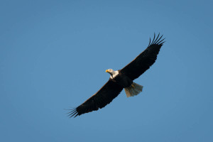 Bald Eagle - Conowingo Dam, MD