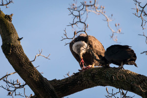 Bald Eagle - Conowingo Dam, MD