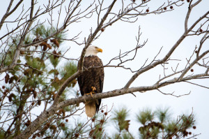 Bald Eagle - Blackwater National Wildlife Refuge, MD