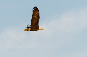 Bald Eagle - Blackwater National Wildlife Refuge, MD