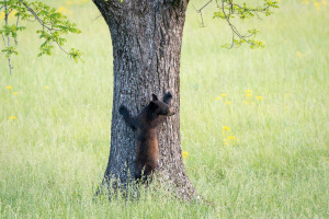 Black Bear - Cades Cove - GSMNP, TN