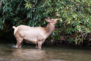 Elk - Great Smoky Mountains NP, NC