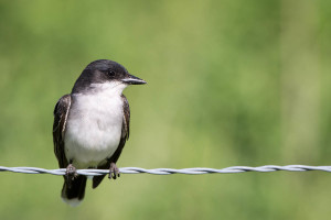 Eastern Phoebe - Cades Cove - GSMNP, TN