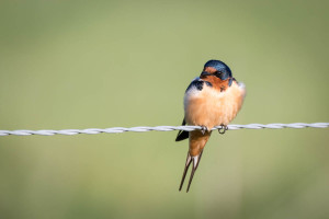 Barn Swallow - Cades Cove - GSMNP, TN