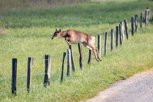 Deer - Cades Cove - GSMNP, TN