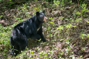 Black Bear - Cades Cove - GSMNP, TN