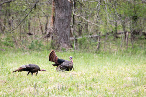 Wild Turkey - Cades Cove - GSMNP, TN