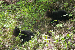 Black Bear - Cades Cove - GSMNP, TN