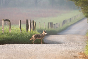 Coyote - Cades Cove - GSMNP, TN