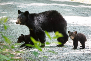 Black Bear - Cades Cove - GSMNP, TN