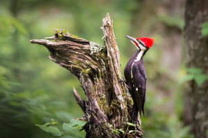 Pileated Woodpecker - Cades Cove - GSMNP, TN