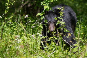 Black Bear - Cades Cove - GSMNP, TN