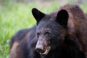 Black Bear - Cades Cove - GSMNP, TN