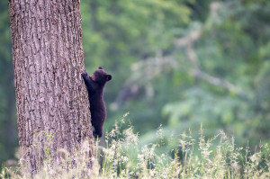 Black Bear - Cades Cove - GSMNP, TN