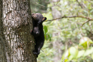 Black Bear - Cades Cove - GSMNP, TN