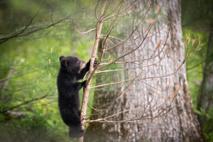 Black Bear - Cades Cove - GSMNP, TN