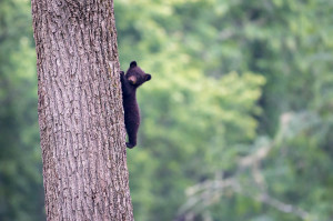 Black Bear - Cades Cove - GSMNP, TN