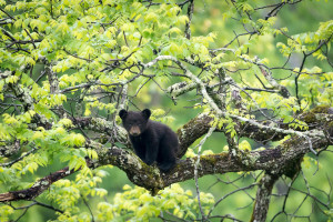 Black Bear - Cades Cove - GSMNP, TN