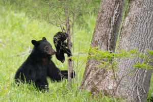 Black Bear - Cades Cove - GSMNP, TN