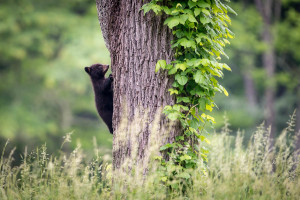 Black Bear - Cades Cove - GSMNP, TN