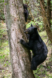 Black Bear - Cades Cove - GSMNP, TN