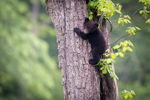 Black Bear - Cades Cove - GSMNP, TN