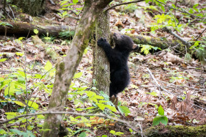 Black Bear - Cades Cove - GSMNP, TN