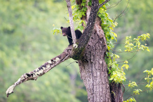 Black Bear - Cades Cove - GSMNP, TN