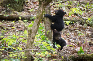 Black Bear - Cades Cove - GSMNP, TN