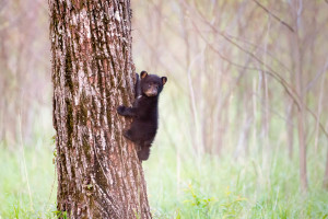 Black Bear - Cades Cove - GSMNP, TN