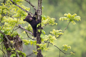 Black Bear - Cades Cove - GSMNP, TN