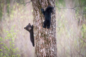 Black Bear - Cades Cove - GSMNP, TN