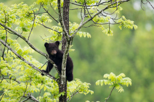 Black Bear - Cades Cove - GSMNP, TN