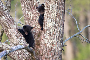 Black Bear - Cades Cove - GSMNP, TN