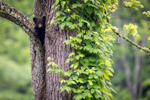 Black Bear - Cades Cove - GSMNP, TN