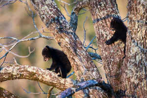 Black Bear - Cades Cove - GSMNP, TN