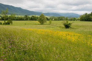 Cades Cove - GSMNP, TN